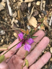 Clarkia mildrediae mildrediae