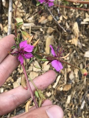 Clarkia mildrediae mildrediae