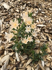 Diplacus grandiflorus