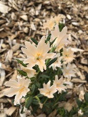 Diplacus grandiflorus