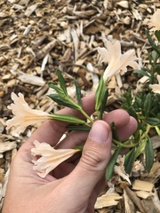 Diplacus grandiflorus