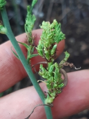 Aceria chondrillae