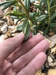 Diplacus grandiflorus