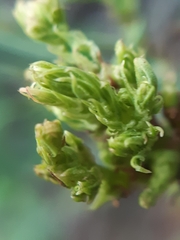 Aceria chondrillae