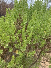 Baccharis pilularis