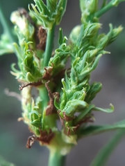 Aceria chondrillae