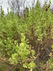 Baccharis pilularis