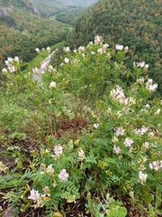 Astragalus clerceanus