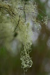 Usnea barbata
