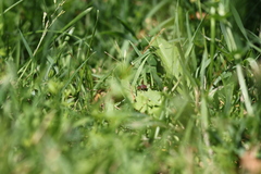 Nomada erigeronis