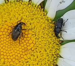 Odontocorynus umbellae