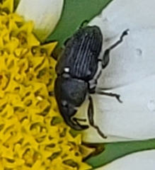 Odontocorynus umbellae
