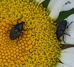 Odontocorynus umbellae