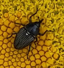 Odontocorynus umbellae