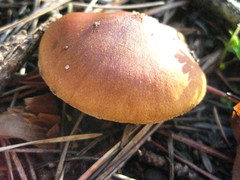 Cortinarius