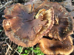 Cortinarius