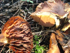 Cortinarius