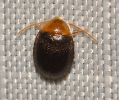 Sacodes thoracica