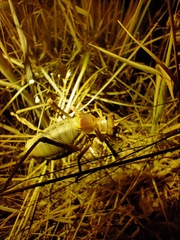 Ephippiger provincialis