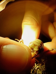 Ephippiger provincialis