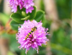 Sphaerophoria scripta