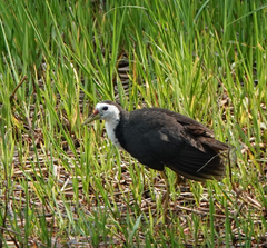 Amaurornis phoenicurus