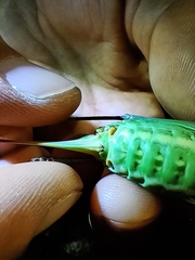 Ephippiger provincialis