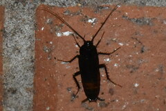 Blatta orientalis