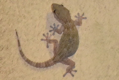 Tarentola mauritanica