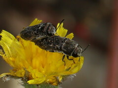 Acmaeoderella adspersula