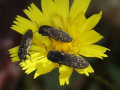 Acmaeoderella adspersula