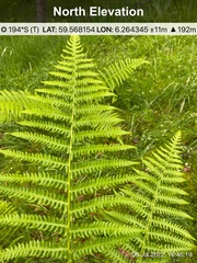 Oreopteris limbosperma