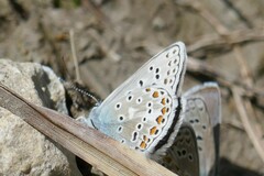 Polyommatus eros