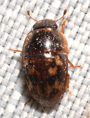 Cryptarcha concinna