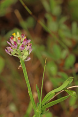 Polygala mariana