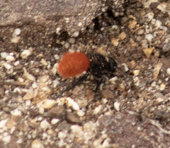 Dasymutilla nogalensis