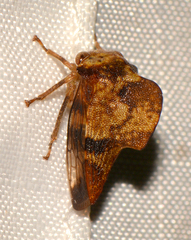 Telamona maculata