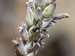 Sphaeniscus filiolus