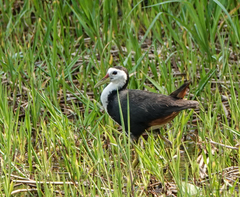 Amaurornis phoenicurus