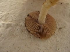 Hebeloma crustuliniforme