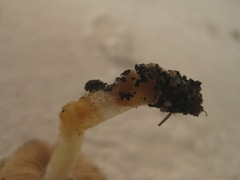 Hebeloma crustuliniforme