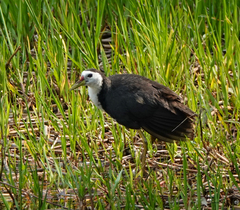 Amaurornis phoenicurus