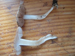 Hebeloma crustuliniforme