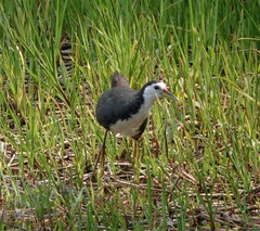 Amaurornis phoenicurus