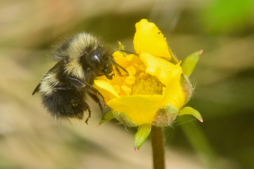 Sitka Bumble Bee (Bombus sitkensis), a species recorded in Alaska