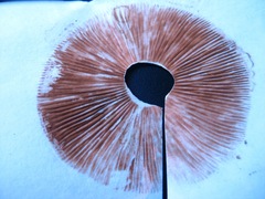 Hebeloma crustuliniforme