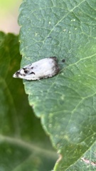Olethreutes malana