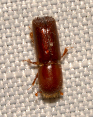 Xyleborus celsus