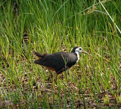 Amaurornis phoenicurus