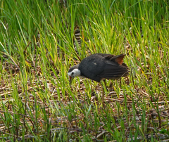 Amaurornis phoenicurus